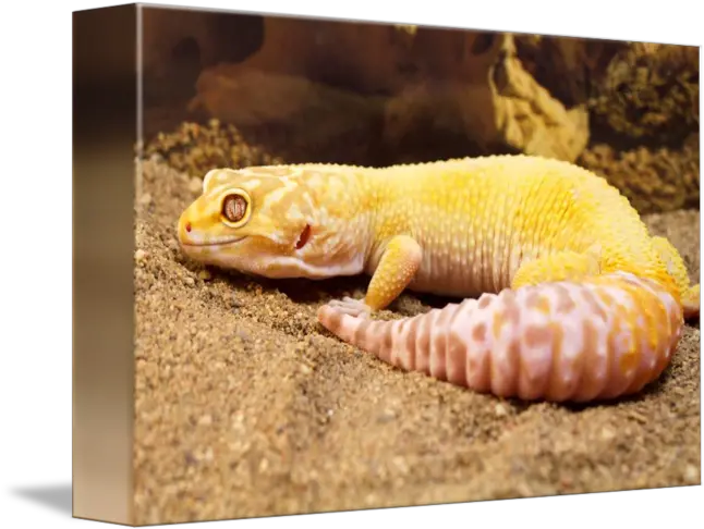 Aptor Leopard Gecko Aptor Leopard Gecko Adult Png Leopard Gecko Png