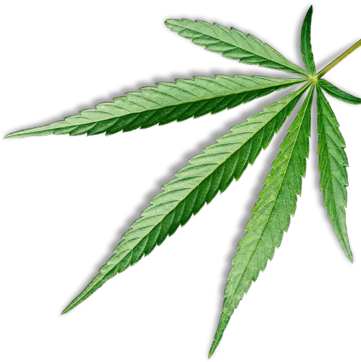 Canna Be Health U2013 Cannabehealth Natural Healing Corchorus Png Cannabis Leaf Png