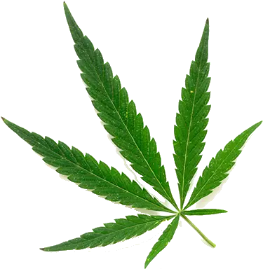 Florida Department Of Health Office Cannabis Leaf Png Marijuana Plant Png