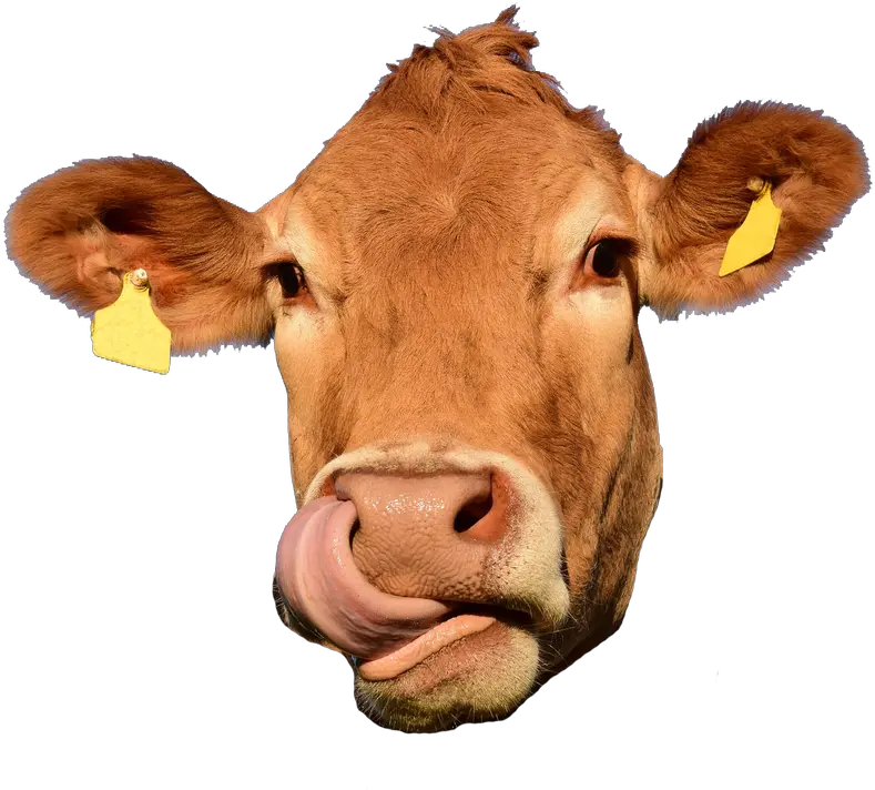 Henson Meats Home Cow Head Cow Face Png Cow Face Png