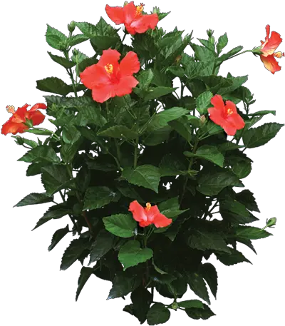 Pin Hibiscus Plant Png Hibiscus Flower Png