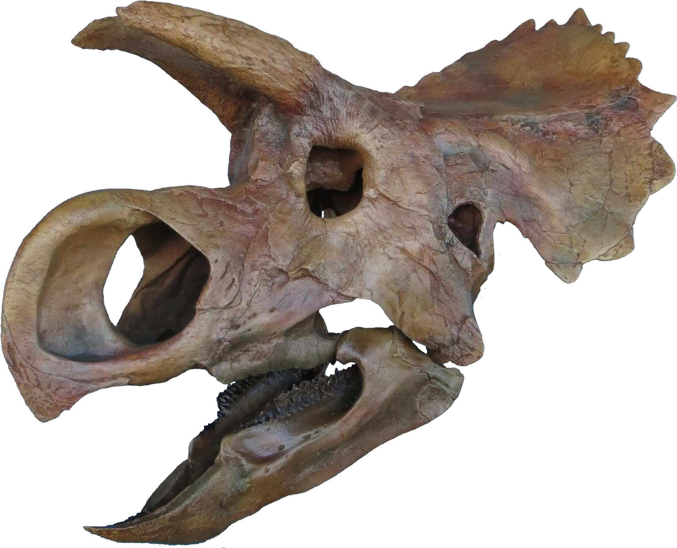 Triebold Appropriately Headquartered Png Dinosaur Skull