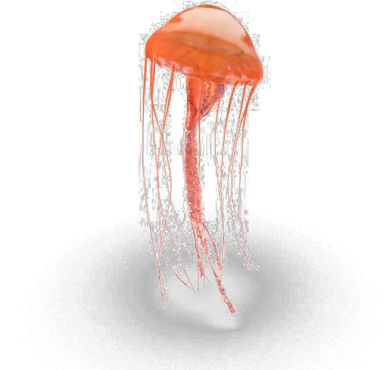 Jellyfish Png Pic Jellyfish Transparent Jellyfish