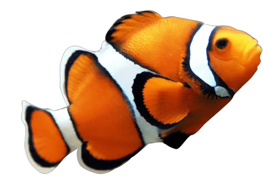 Ocean Fish Png 4 Image Clownfish Png Ocean Transparent Background