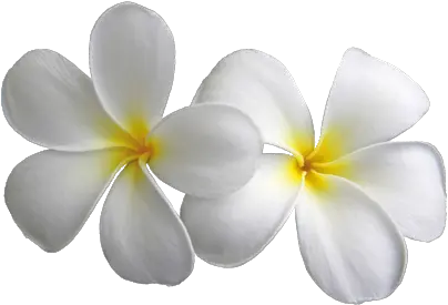 Plumeria Transparent Flowers Png Transparent Frangipani Flower Png Flowers Png Transparent