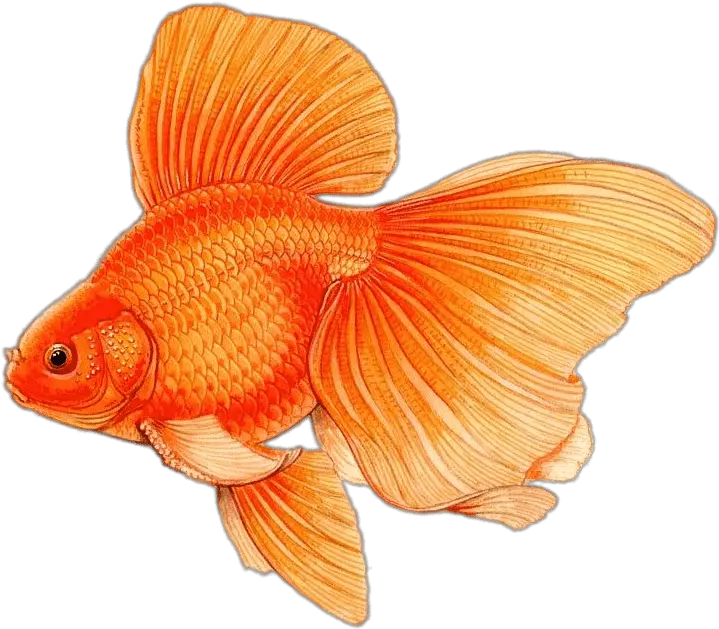 Large Fins Drawing Transparent Png Difference Between Male And Female Goldfish Fin Png
