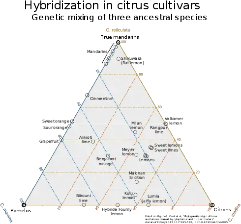 Citrus Wikipedia Diagram Png Lemon Transparent Background