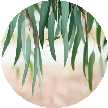 Eucalyptus Tree Tencel Eucalyptus Tree Png Eucalyptus Leaves Png