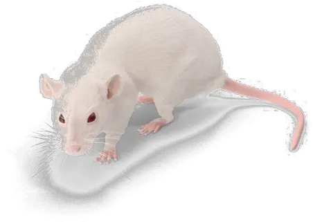 Rat Png Background Image Rat Rat Transparent