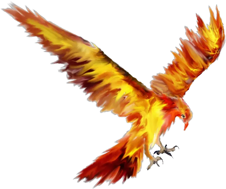 Phoenix Bird Tattoo Sketch Drawing Phoenix Png Download Fawkes The Phoenix Drawing Phoenix Png