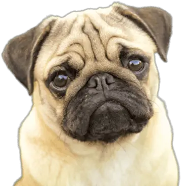 Pugs Transparent Png Images Pug Pros And Cons Pug Transparent Background