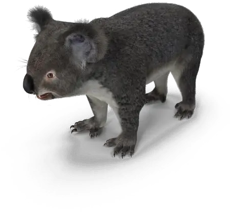 Realistic Koala Transparent Png Koala Koala Transparent