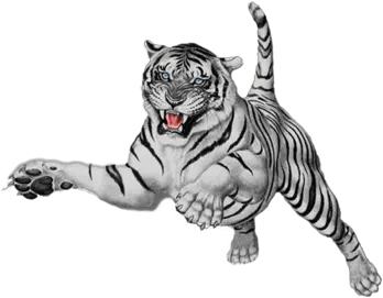 White Tiger Png 2 Image Draw A Fierce Tiger Tigers Png