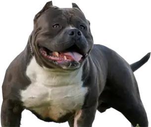 Perro Pitbull Transparent Png Clipart Dog Pitbull Png