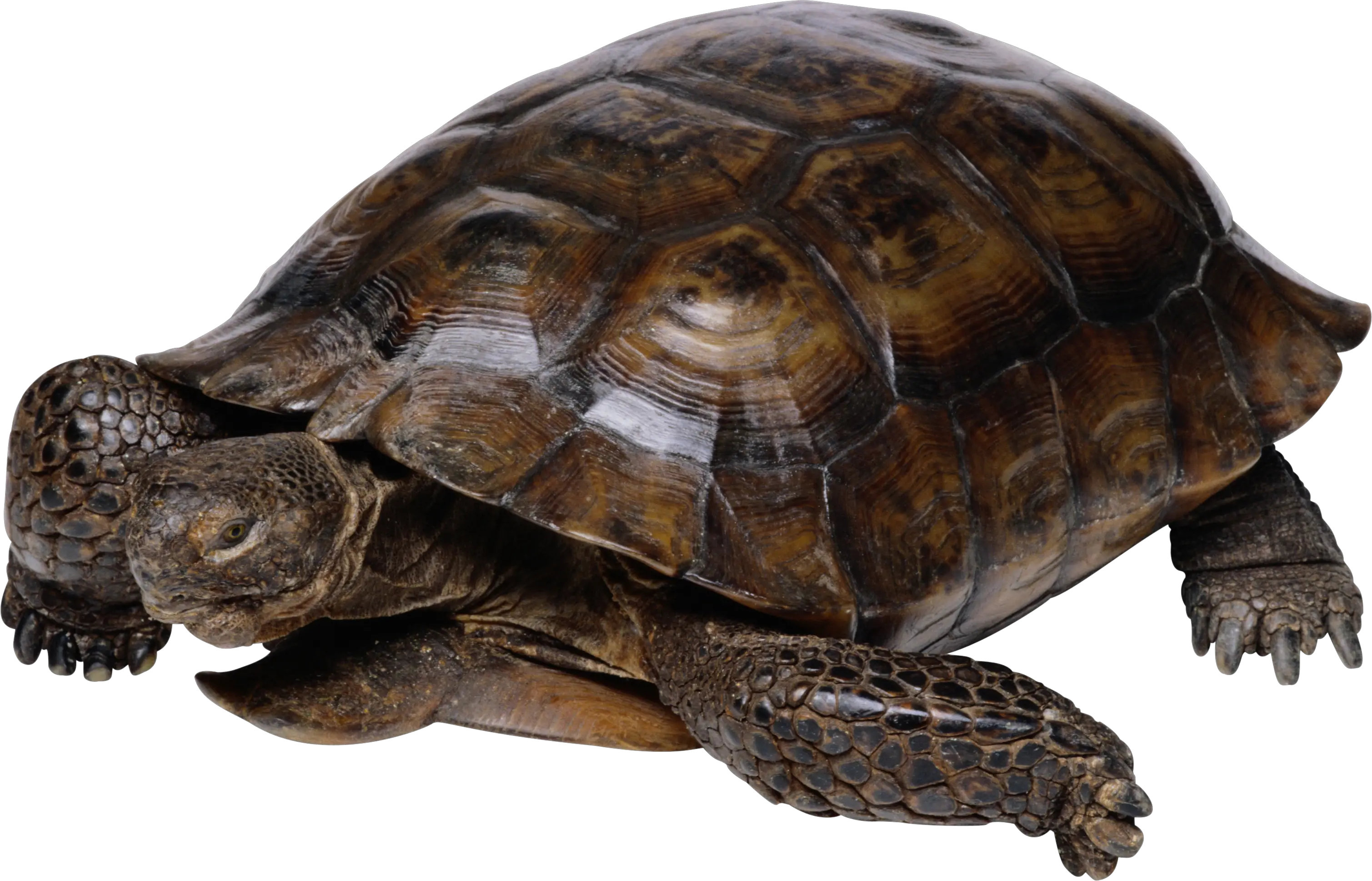 Turtle Png Hd Pics 11 Png 7524 Free Png Images Starpng Turtle Png Turtle Png