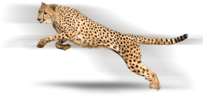 Cheetah High Cheetah Transparent Background Png Cheetah Png