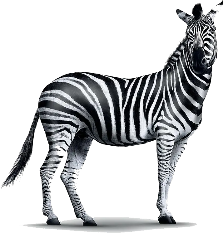 Zebra Png Images Transparent Background Play High Resolution Real Zebra Png Zebra Logo Png