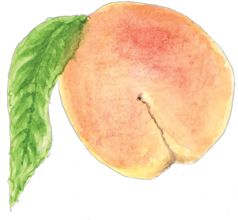 Peach Watercolor Painting Png Peach Png