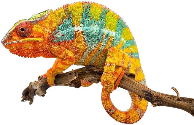 Marketing Creative Pr Colorful Chameleon White Background Png Chameleon Png