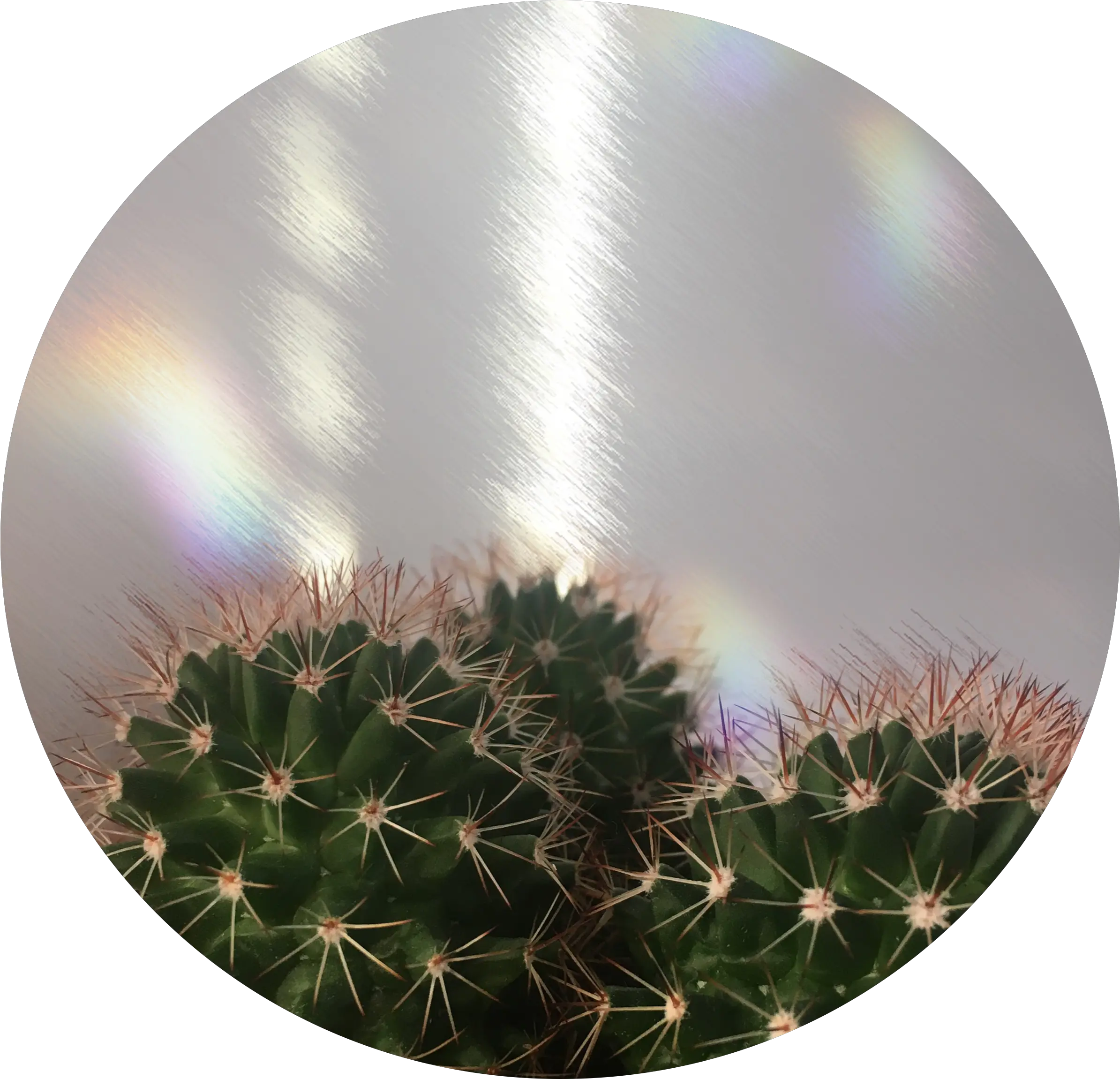 Download Hd Circle Background Cactus Rainbow Tumblr Png Cactus Aesthetic Cactus Transparent Background