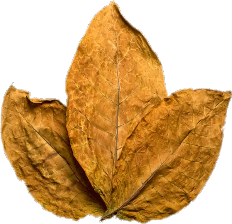 Tobacco Png Image Tobacco Leaf Transparent Background Tobacco Png