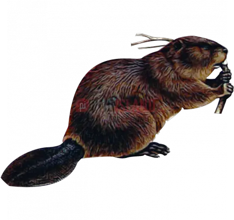 Beaver Png Image With Transparent Background Photo 374 Beaver Png Transparent Rat Transparent Background