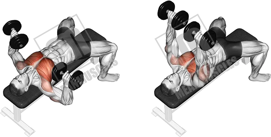 Download Flat Dumbbell Bench Press Png Image With No Dumbbell Bench Press Dumbbell Transparent Background