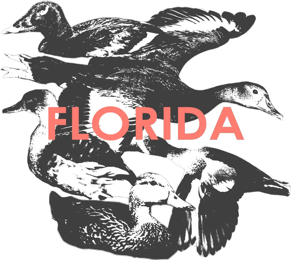 Florida U2014 Hunt 41 Domestic Duck Png Florida Png