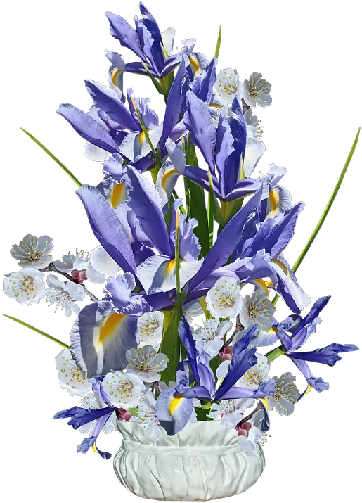 Flowers Blue Irises Free Photo On Pixabay Netted Iris Png Iris Flower Png