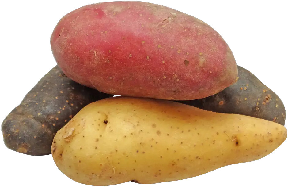 Potato Fingerling Rainbow Potatoes Png Transparent Rainbow Potatoes Png Kawaii Potato Png