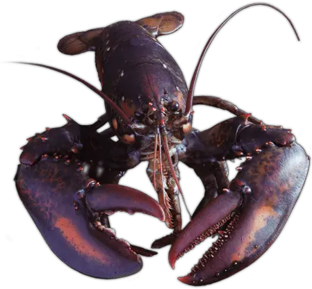 Whole Raw Lobster U0026 Tail Gourmet Chef Packers Gourmet Chef Packers Limited Png Lobster Png