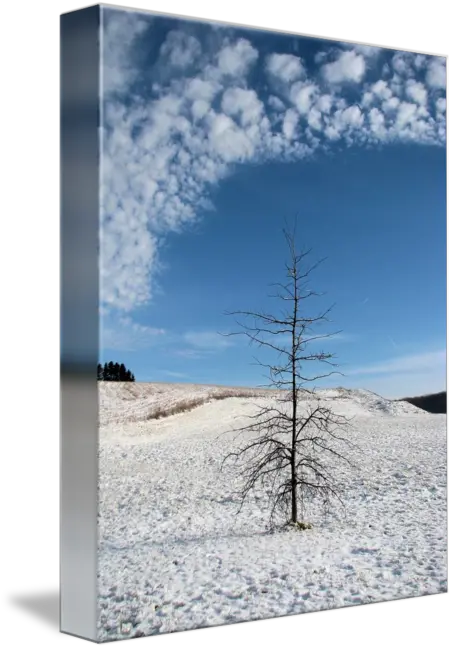 Charlie Brown Christmas Natural Landscape Png Charlie Brown Christmas Tree Png