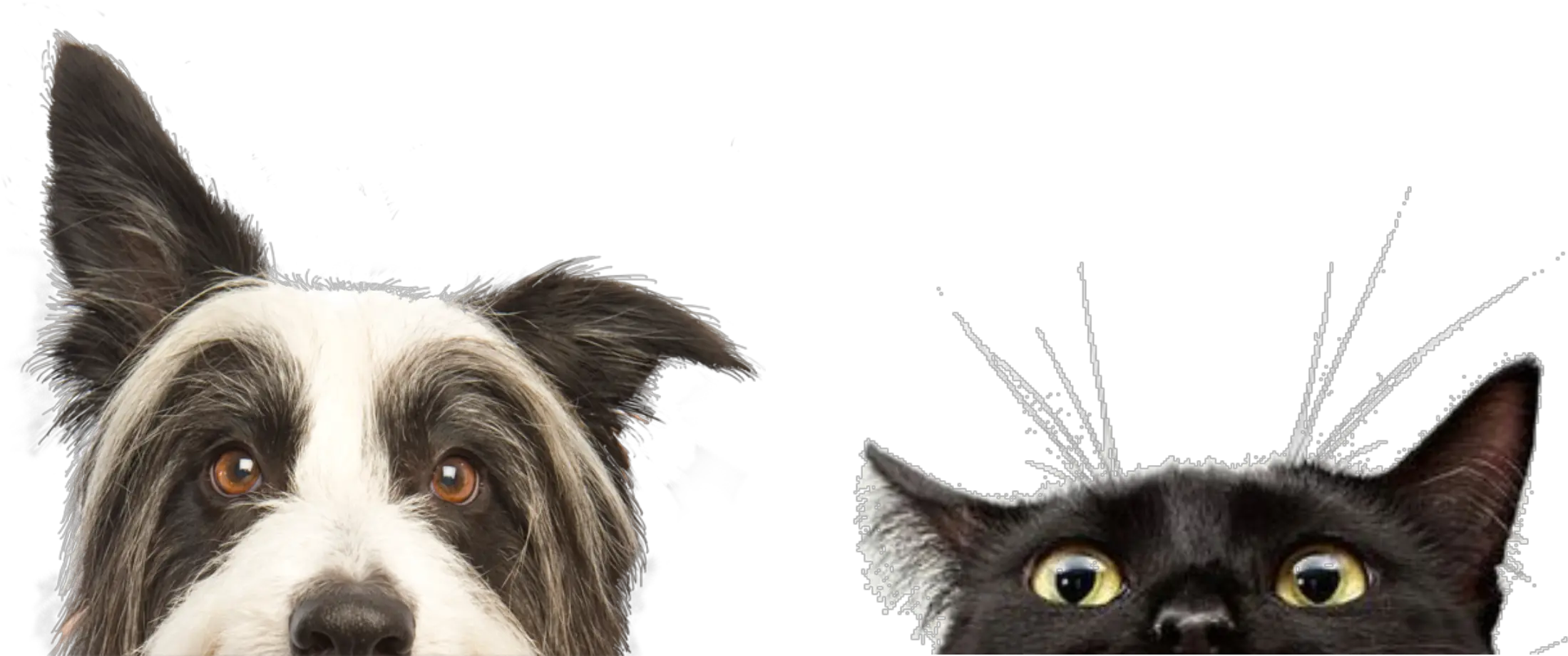 Download Pdf Q Perros Y Gatos Png Full Size Png Image Q Png