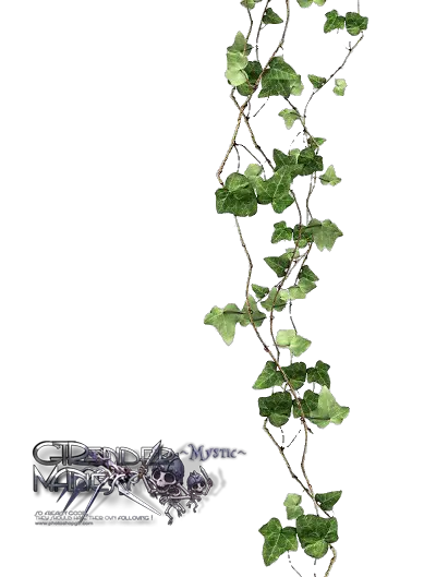 Download Hd Uo5z2 Vines With Transparent Background Transparent Ivy Png Vines Transparent