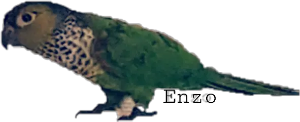 Download Hd Enzo Freetoedit Parrot Transparent Png Image Parrot Parrot Transparent