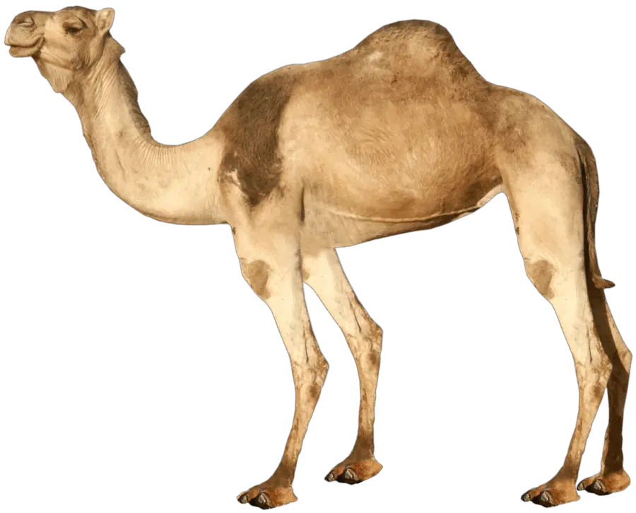 Camel Png 3 Image Transparent Camel Png Camel Png