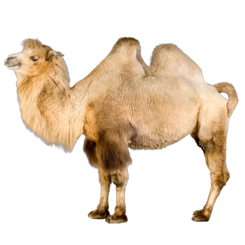 Download Camel Png Image For Free Bactrian Camel White Background Camel Transparent