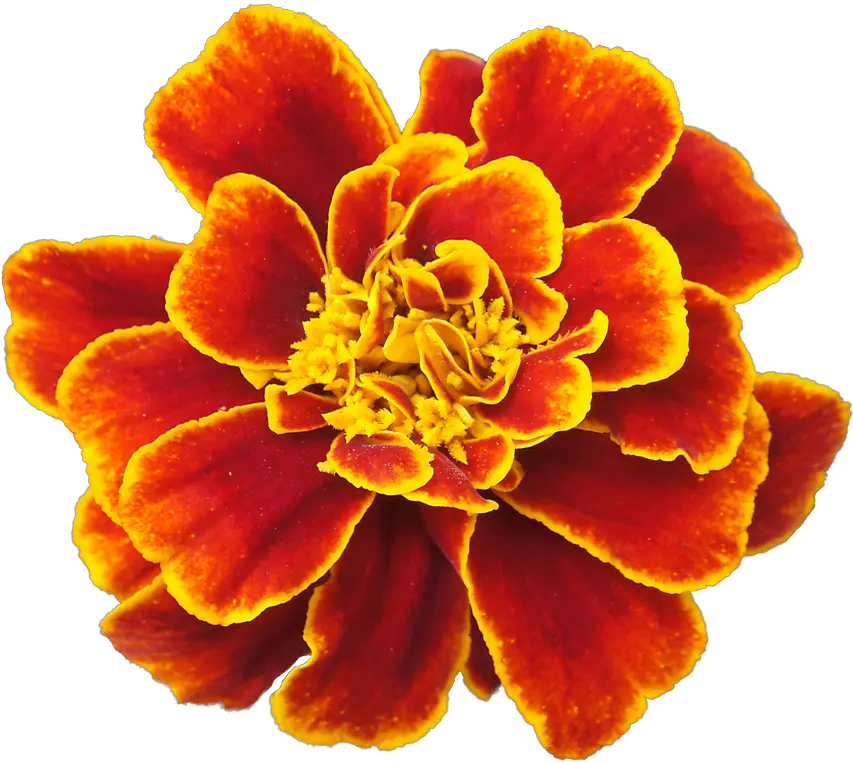 Download Marigold Png Clipart Marigold Flower Drawing Marigold Png