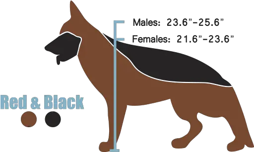 The West European Show Line Black German Shepherd Height Male German Shepherd Height Chart Png German Shepherd Png