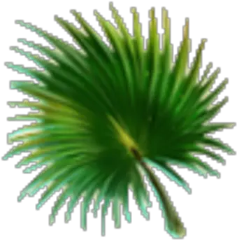 Fern Leaf Fresh Png Fern Leaf Png