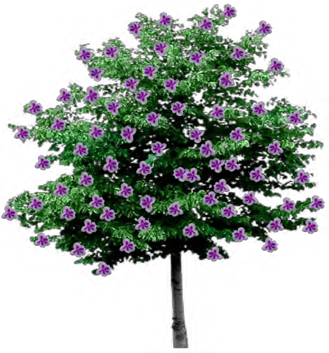 Index Of Trees Flowering Trees With Transparent Background Png Pine Tree Branch Png