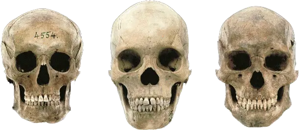 Download Variations In Modern Human Skulls German Male Variation In Modern Human Skulls Png Skulls Png