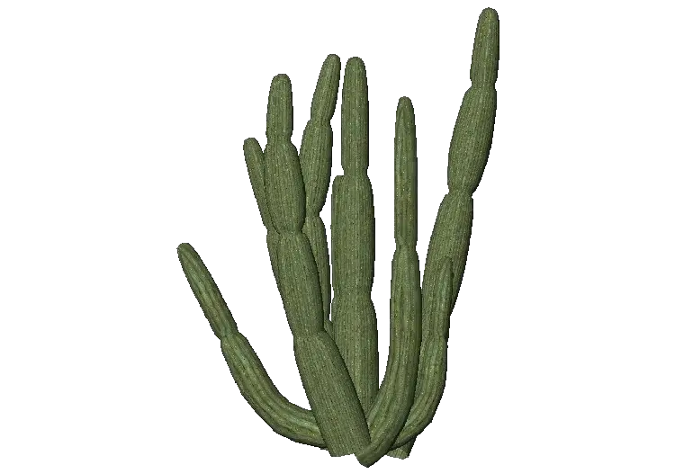 Cactus Transparent Png Images Free Organ Pipe Cactus Clip Art Cactus Png