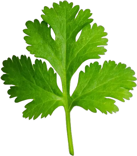 Green Drawing Watercolor Picture Clip Art Coriander Leaf Png Cilantro Png