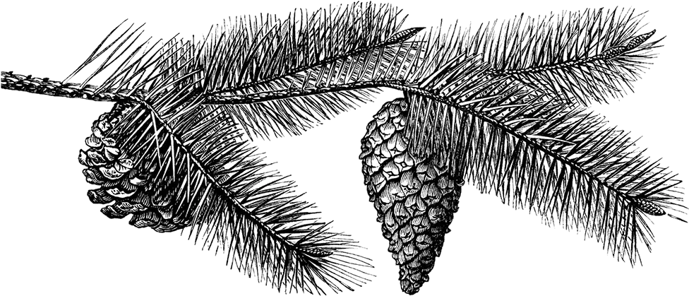 Black And White Pine Cone Sketch Pine Cone Png Pine Cone Png