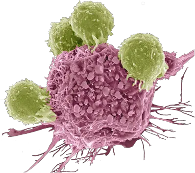 T Cells Attacking A Cancer Cell Sem Of B Lymphocyte Full T Cell Electron Microscope Png Cell Png