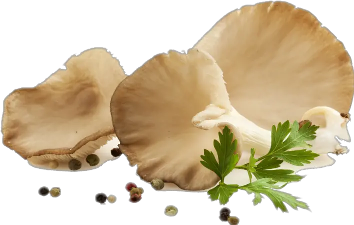 Oyster Mushroom Png 2 Image Oyster Mushroom Png Mushroom Png