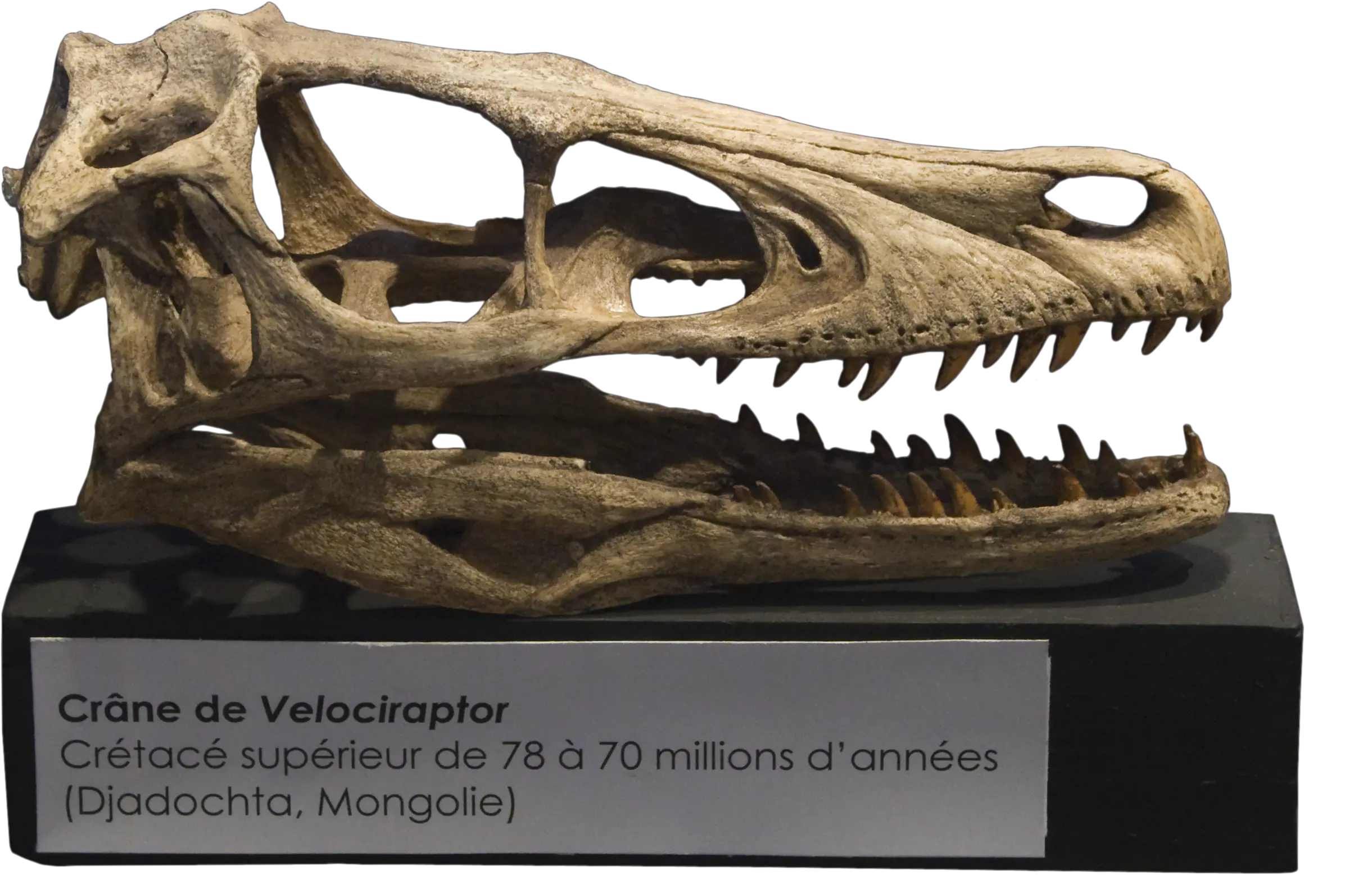 Filevelociraptor Skull Crânepng Wikimedia Commons Velociraptor Skull 3d Model Dinosaur Skull Png