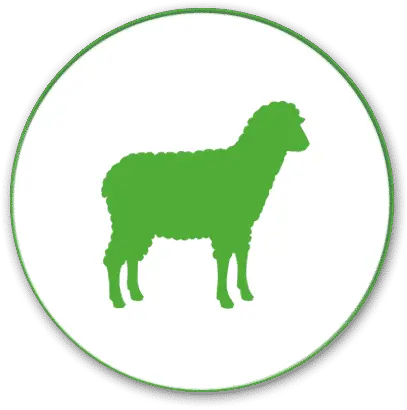 Sheep Pancosma Animal Feed Png Sheep Png