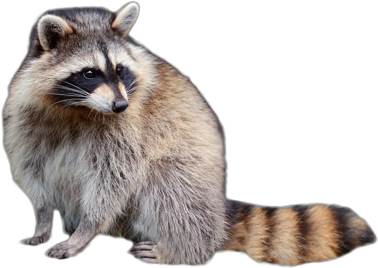 Raccoon Download Free Png Animals In North America Raccoon Transparent Background